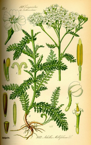 Achillea_millefolium0