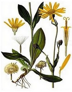 Arnica
