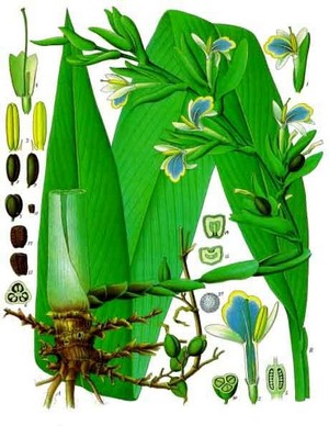 Cardamomo
