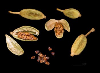 cardamomo