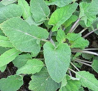 Salvia_sclarea
