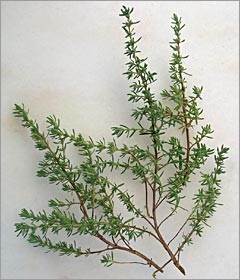 Timo-Thymus-Vulgaris
