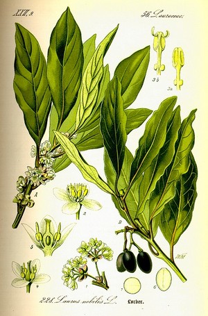 alloro-Laurus-nobilis