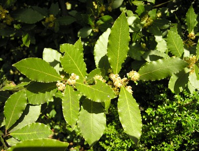 alloro