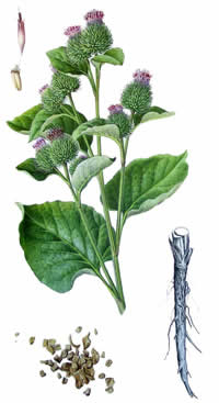 bardana_arctium_lappa