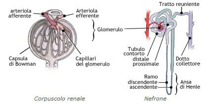 nefrone