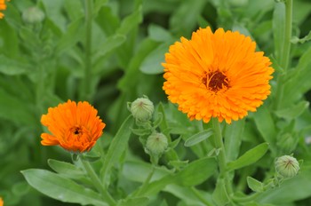 Calendula_officinalis