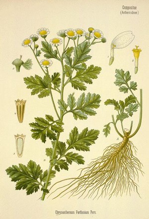 Chrysanthemum parthenium Bernh
