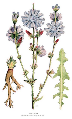 Cichorium Intybus