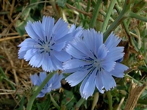 Cicoria_Cichorium_intybus_chicory