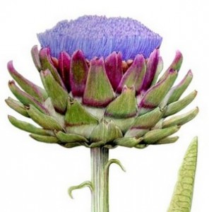 Cynara scolymus