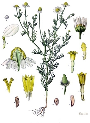Matricaria chamomilla