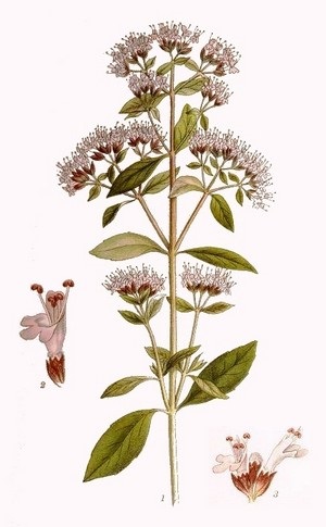 Origanum_vulgare