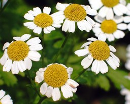 Partenio_Chrysanthemum parthenium Bernh