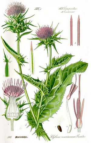 Silybum marianum