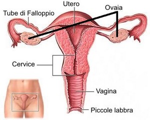 apparato-sessuale-femminile