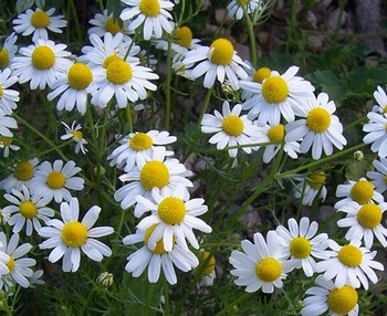 camomilla