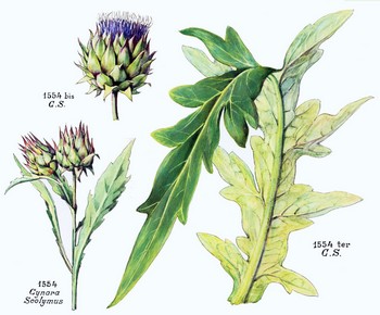 cynara_scolymus
