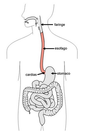 esofago