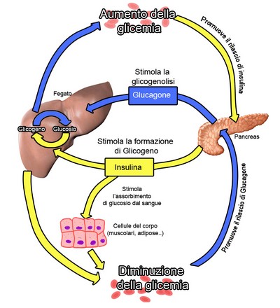 insulina_glucagone