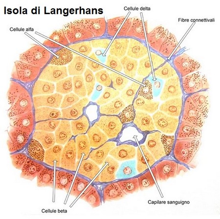 isola_langerhans