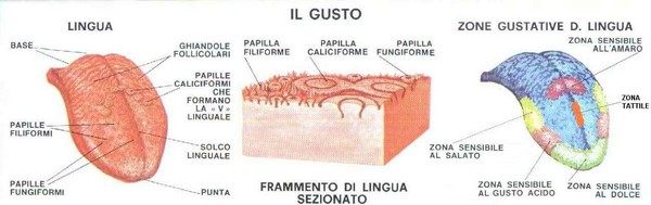 lingua-sensodelgusto