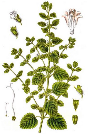 melissa_officinalis