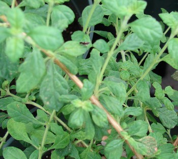 origano