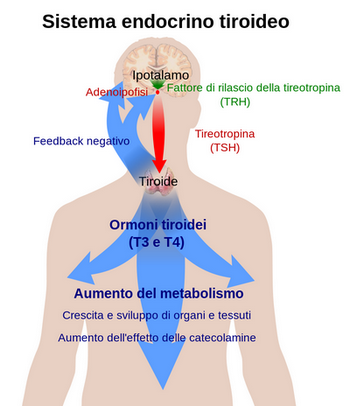 ormoni-tiroidei