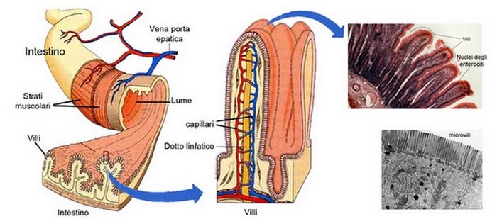 parete_intestinale
