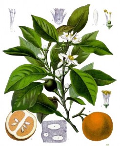Citrus_aurantium_arancio amaro