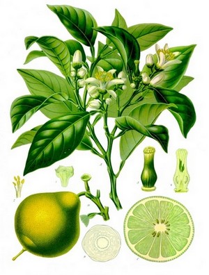 Citrus_bergamia_bergamotto