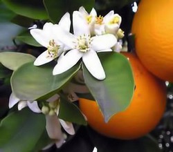 neroli-essential-oils