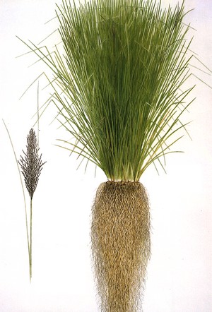 vetiver