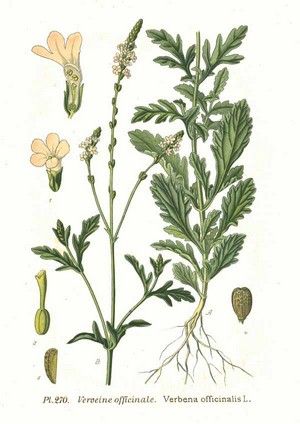 Verbena_officinalis