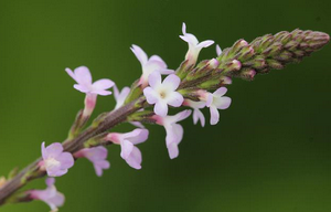 verbena officinalis_vervain